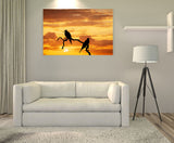 Magnificient Frigatebird, Galapagos Islands, Ecuador! FO-825 Bird Art