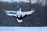 Japanese Crane in Courtship Dance, Hokkaido Island, Japan! 30607