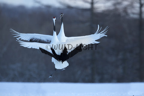 Japanese Crane in Courtship Dance, Hokkaido Island, Japan! 30607