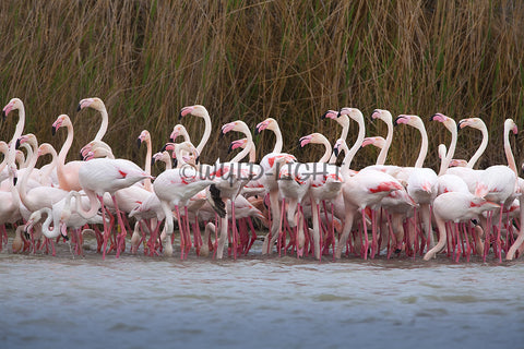 Flamingos in a Marsh, Provence, France! 22372 Flamingo Wall Art