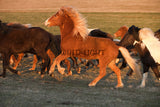 Southern Iceland Horses Galloping Away! 22210 Horse Wall Art