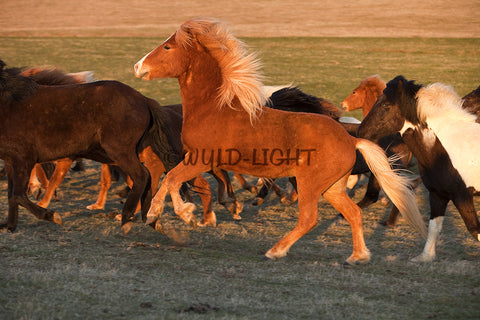 Southern Iceland Horses Galloping Away! 22210 Horse Wall Art