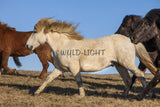 Southern Iceland Horses Running In The Meadow! 22881 Horse Wall Art