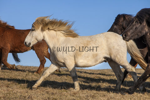 Southern Iceland Horses Running In The Meadow! 22881 Horse Wall Art