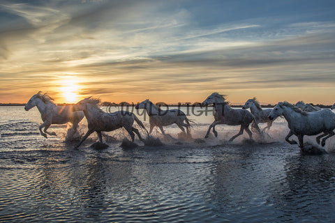 White Horses of the Camargue, St. Marie de la Mer, France! 35016