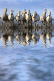 White Horses of Camargue, Provence, France! 27149 Horse Wall Art