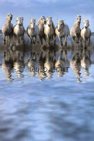 White Horses of Camargue, Provence, France! 27149 Horse Wall Art