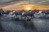 White Horses of the Camargue, St. Marie de la Mer, France! 35021