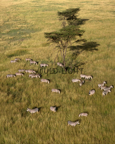 Aerial View of Zebras, Maasai Mara Game Reserve, Kenya MS- 197