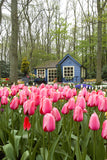 Garden of Pink Tulips in Keukenhof Gardens, Holland! 13104 Flower Art