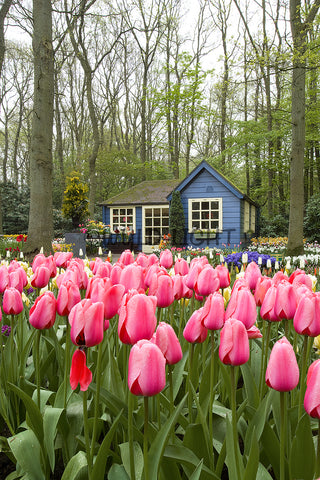 Garden of Pink Tulips in Keukenhof Gardens, Holland! 13104 Flower Art
