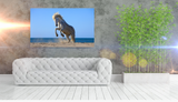 Beautiful White Horse Caught Rearing in Provence, France 22125