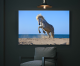 Beautiful White Horse Caught Rearing in Provence, France 22125