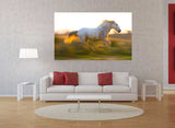 Beautiful Horse of Camargue Caught Running in Provence, France MS-9553