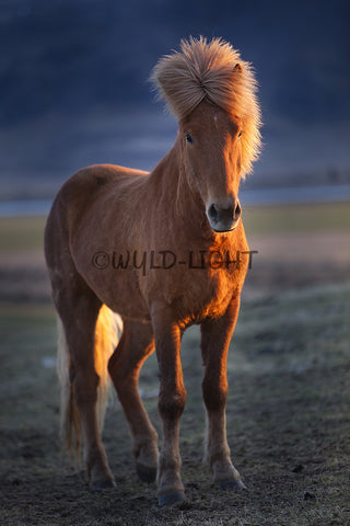 Southern Iceland Horse Enjoying The Sunset On The Beach! 22220