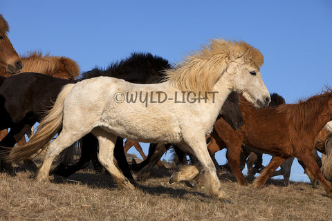Southern Iceland Horses Galloping Away! 22207 Horse Wall Art