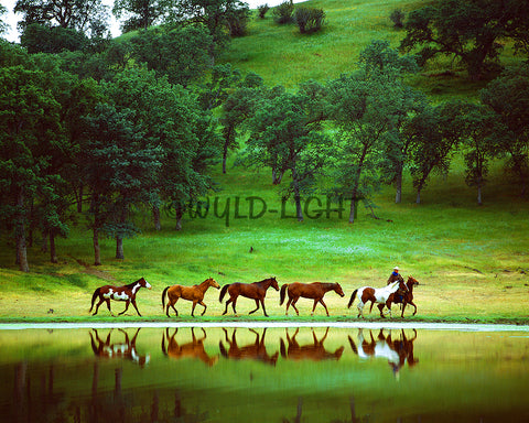 Cowboys and Horses on a Ranch, Central California! MS-4668 Horse Art