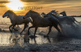 Beautiful White Horse Running Through Water in Provence, Frances 35015