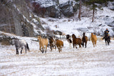 Cowgirl Driving Horses In The Winter in Kalispell, Montana! MS-6721