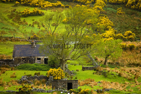 A Farmhouse Adbandoned in the Middle of Western Ireland! MS-8163