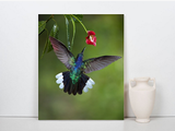 Violet Sabrewing Hummingbird in Costa Rica 15730A
