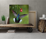 Violet Sabrewing Hummingbird in Costa Rica 15730A