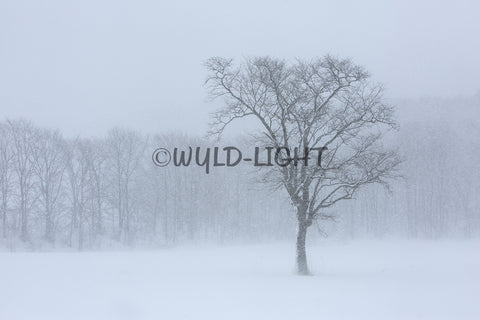 Snowstorm, Hokkaido Island, Japan! 30620 Modern Photography