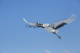 Japanese Cranes in Flight near Kushiro, Hokkaido Island, Japan! 30748
