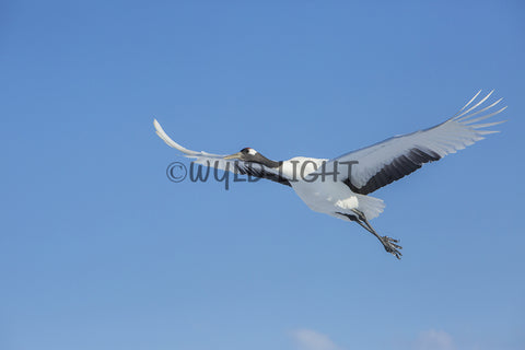 Japanese Cranes in Flight near Kushiro, Hokkaido Island, Japan! 30748