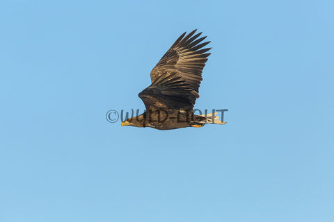 Black Kite in Flight near Nemuro, Hokkaido Island, Japan! 30631