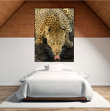 A Beautiful Leopard Drinking from a Waterhole in South Africa 31800