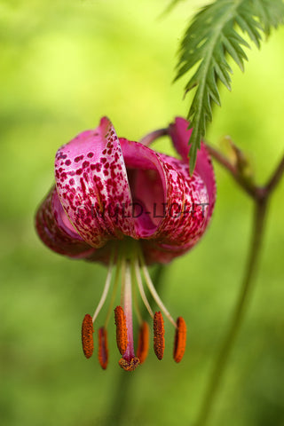 Wild Lily near Wengen, Switzerland! 10234 Flower Wall Art Floral Photo