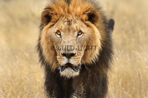 A Lion Captured in Northeast China! 37784 Lion Wall Art Home Decor Art