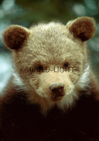 Grzzly bear cub, Montana! MS-4016 Bear Wall Art Home Decor Art