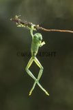 Spotted Glass Frog, Costa Rica 39069