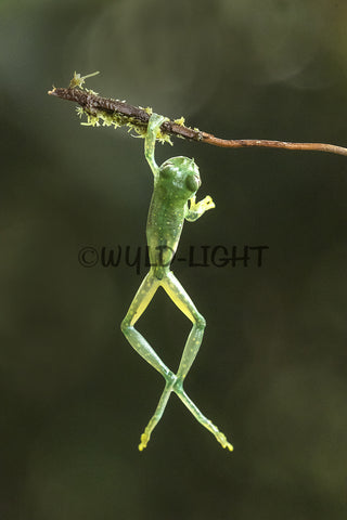 Spotted Glass Frog, Costa Rica 39069