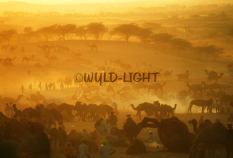 Camel at Sunset, Pushkar Camel Fair, Pushkar, Rajasthan, India MS-1912