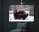 Grizzly Bear Cub Playing in the Snow, Alaska! MS-2845 Bear Wall Art