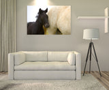 Young Colt and Mother, White horses of the Camargue, France! MS-7713