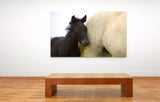 Young Colt and Mother, White horses of the Camargue, France! MS-7713