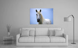 White Horse of the Camargue, Provence, France! MS-7723 Horse Wall Art
