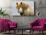 White Horses of the Camargue, Provence, France! MS-7724 Horse Wall Art