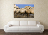White Horses of the Camargue, Provence, France! MS-7727 Horse Wall Art