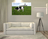 A Curious Cow Investigating My Tripod! MS-8188 Cow Art Home Decor Art