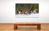 Horses Running in Snow, near Kalispell, Montana! MS-8670 Horse Art
