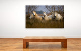 White Horses of the Camargue, Provence, France! MS-9269 Horse Wall Art