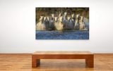 Splashing of the White Horses of the Camargue, France 35026