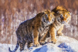 Siberian Tigers Enjoying the Snow in Northeast China! 39715