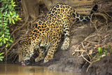 Jaguar in the Wild, the Pantanal Region of Brazil! 30328 Jaguar Art