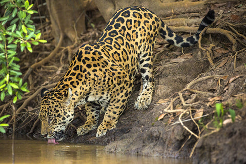 Jaguar in the Wild, the Pantanal Region of Brazil! 30328 Jaguar Art